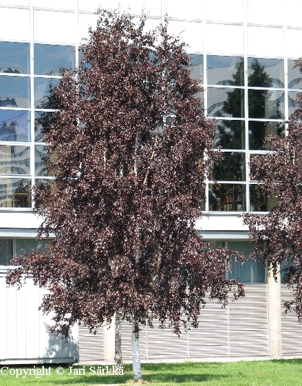 Punahieskoivu - finsk rdbjrk - Betula pubescens f. rubra